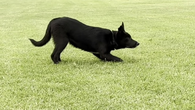 Herding Play - Teaching Direction & Down
